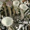 Cladonia humilis